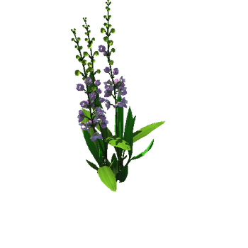 Flower_Orchid 2